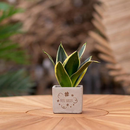Sansevieria | Veel succes