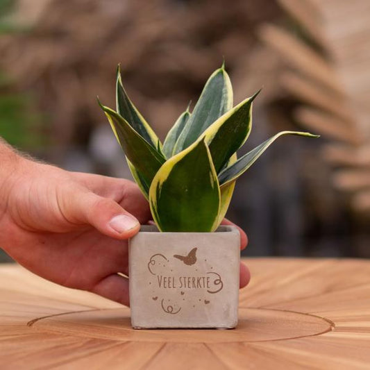 Sansevieria | Veel sterkte