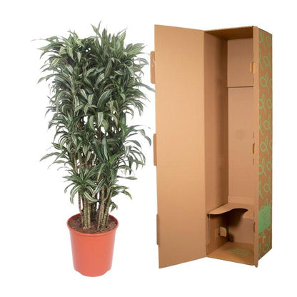 Dracaena Warneckei compacta - 150 cm - ø30