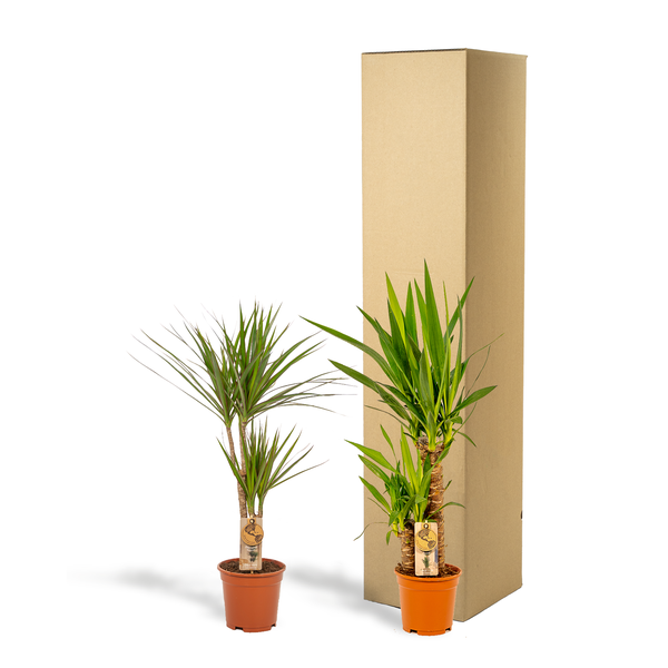 Dracaena 70cm - Ø17cm + Yucca 90cm - Ø17cm
