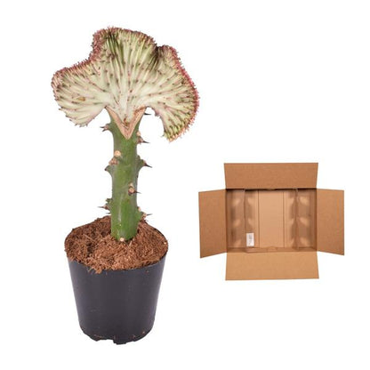 Euphorbia lactea Cristata rood - 35 cm - ø12