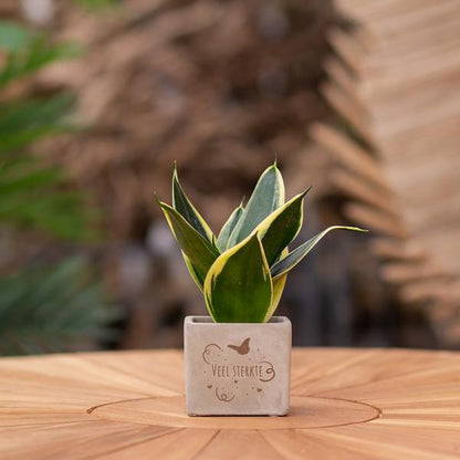 Sansevieria | Veel sterkte