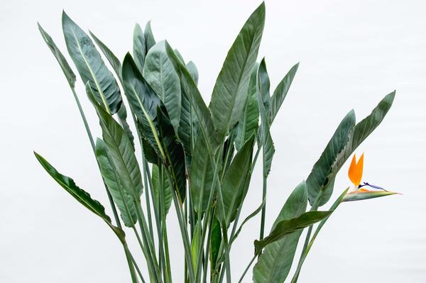 Strelitzia Reginae XL - 160cm - 30