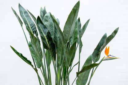 Strelitzia Reginae XL - 160cm - 30