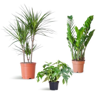 Schaduw Plantenbox - medium - zonder sierpot