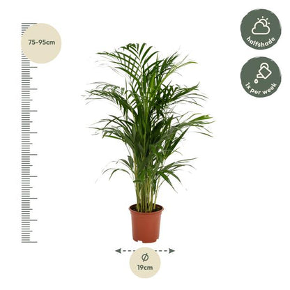 Areca palm - Ø19cm - 85cm