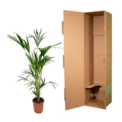 Kentia palm - Ø24