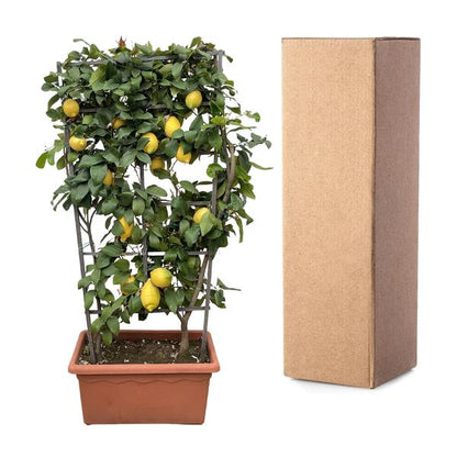 Citrus Lemon op rek - 160cm - ø60