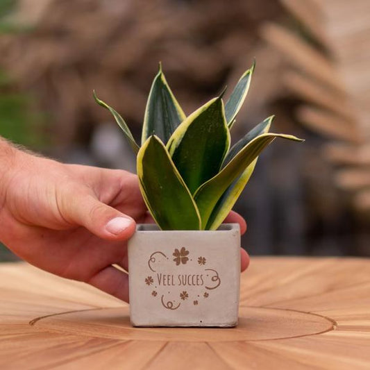 Sansevieria | Veel succes