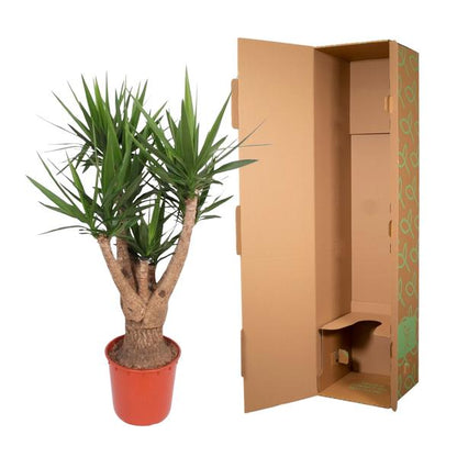 Yucca Elephantipes vertakt - 160 cm - ø32