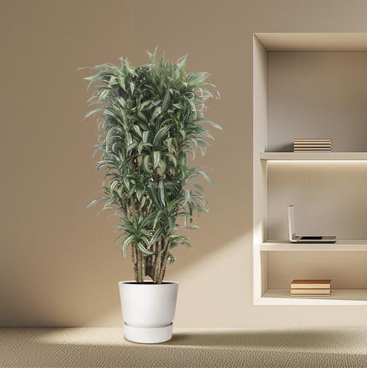 Dracaena Warneckei compacta - 150 cm - ø30