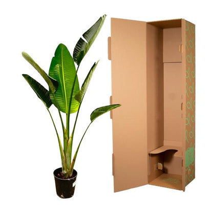 Strelitzia Augusta - 180cm - 30