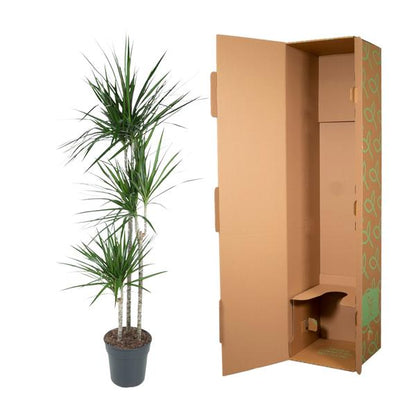 Dracaena Marginata - 160 cm - ø24