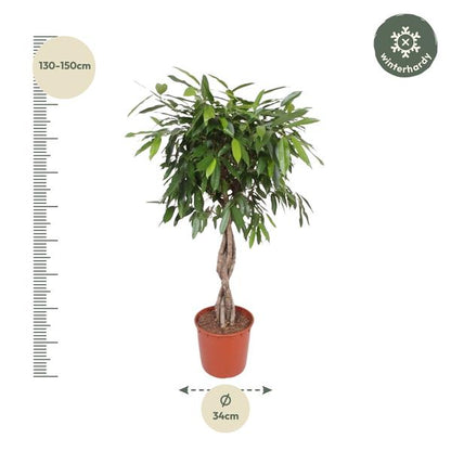 Ficus Amstel King gevlochten stam - 140 cm - ø34
