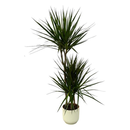 Dracaena Marginata - 120cm - Ø21cm inclusief elho Vibes Fold Round wit D22xH20