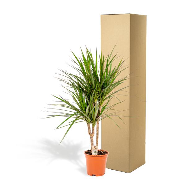 Dracaena Marginata - Ø17cm - ?90cm