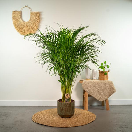 Areca palm - Ø21cm - 110cm
