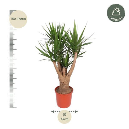 Yucca Elephantipes vertakt - 160 cm - ø32