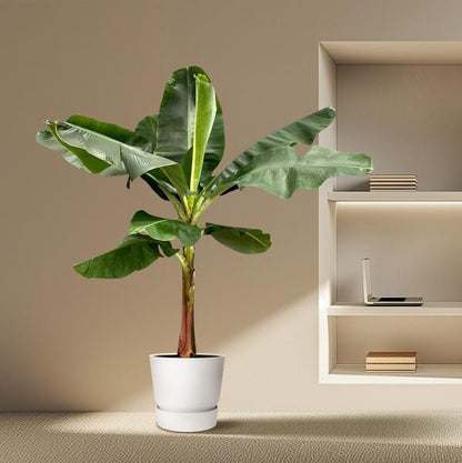Bananenplant (Musa) - 190 cm - ø30