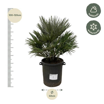 Chamaerops Vulcano - 110cm - ø40