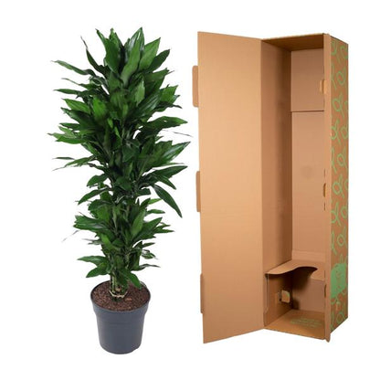 Dracaena Janet Lind vertakt - 130 cm - ø31
