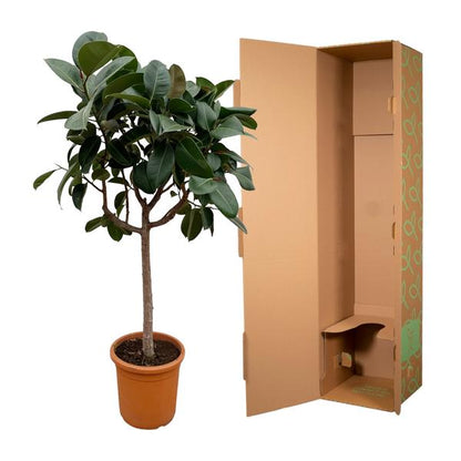 Ficus Elastica Robusta op stam - 200 cm - ø40
