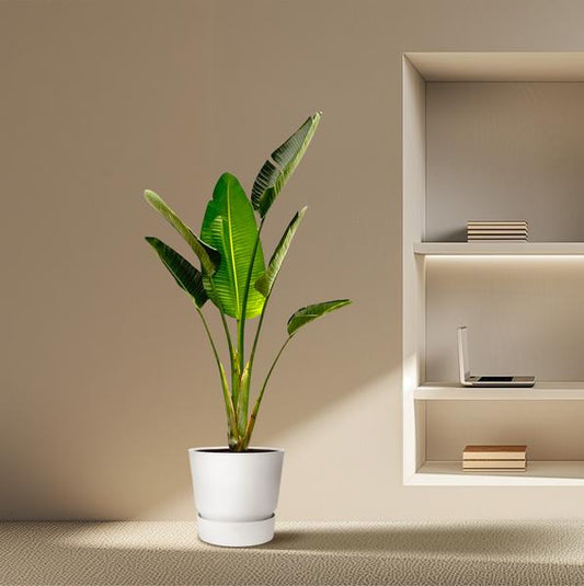 Strelitzia Augusta - 180cm - 30