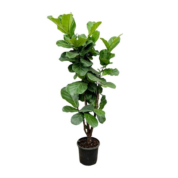 Ficus Lyrata vertakt - 180cm - 32