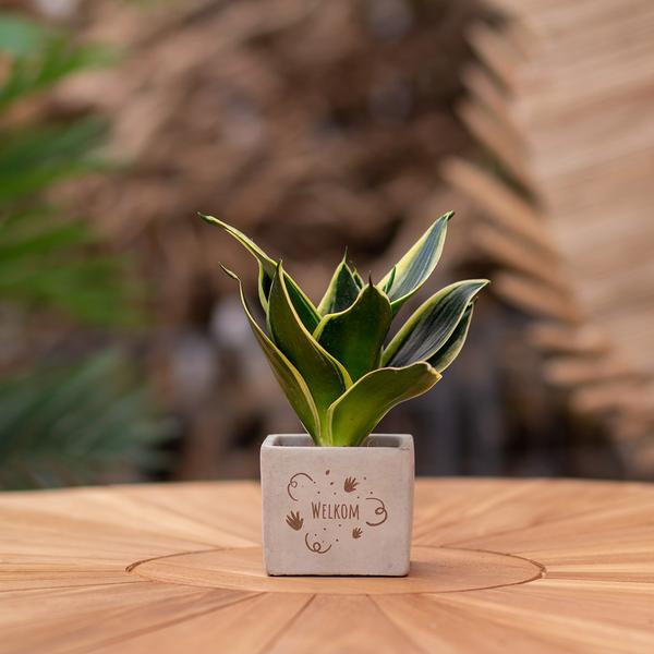 Sansevieria | Welkom