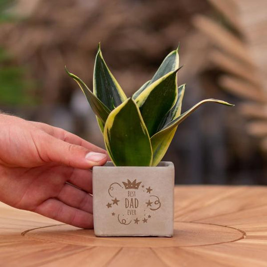 Sansevieria | Best dad ever