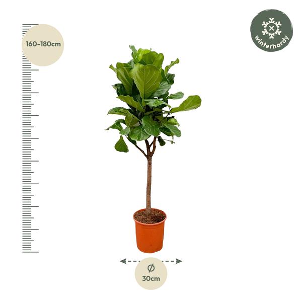 Ficus Lyrata boom - 180cm - 30