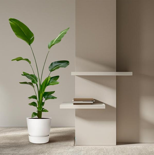 Strelitzia Nicolai - 180 cm - 24