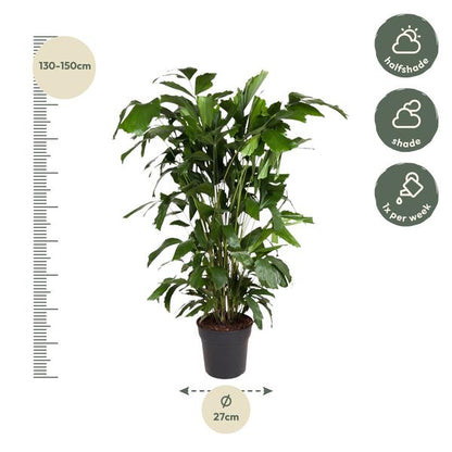 Caryota Mitis - 140 cm - ø27