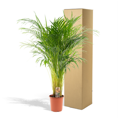 Areca palm - Ø21cm - 110cm