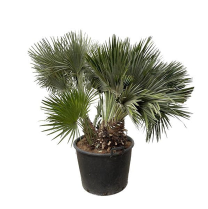 Chamaerops Humilis compact - 120cm - ø80