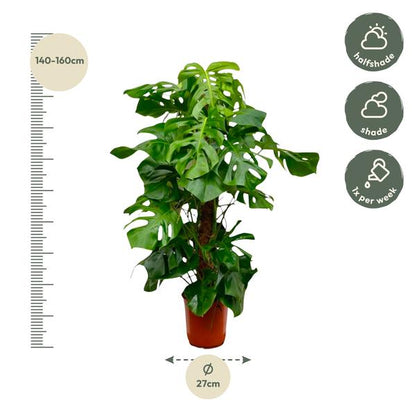 Monstera Deliciosa XXL - 150cm - 27