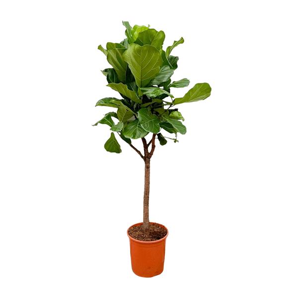 Ficus Lyrata boom - 180cm - 30