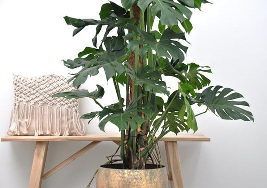Monstera Deliciosa XXL - 150cm - 27