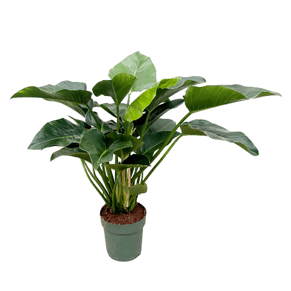 Philodendron Green Beauty - 120cm - 30
