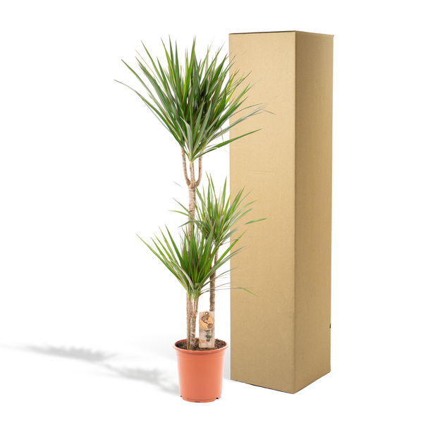 Dracaena Marginata - Ø21cm - ?120cm