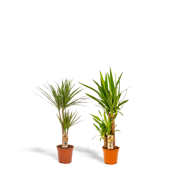 Dracaena 70cm - Ø17cm + Yucca 90cm - Ø17cm