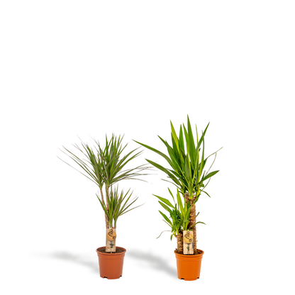 Dracaena 70cm - Ø17cm + Yucca 90cm - Ø17cm